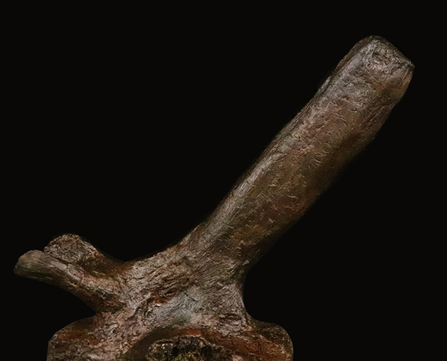 至高の一点！複雑で繊細な形態をそのまま残した、ティラノサウルス・レックス（Tyrannosaurus rex）幼体の椎骨化石（その3）