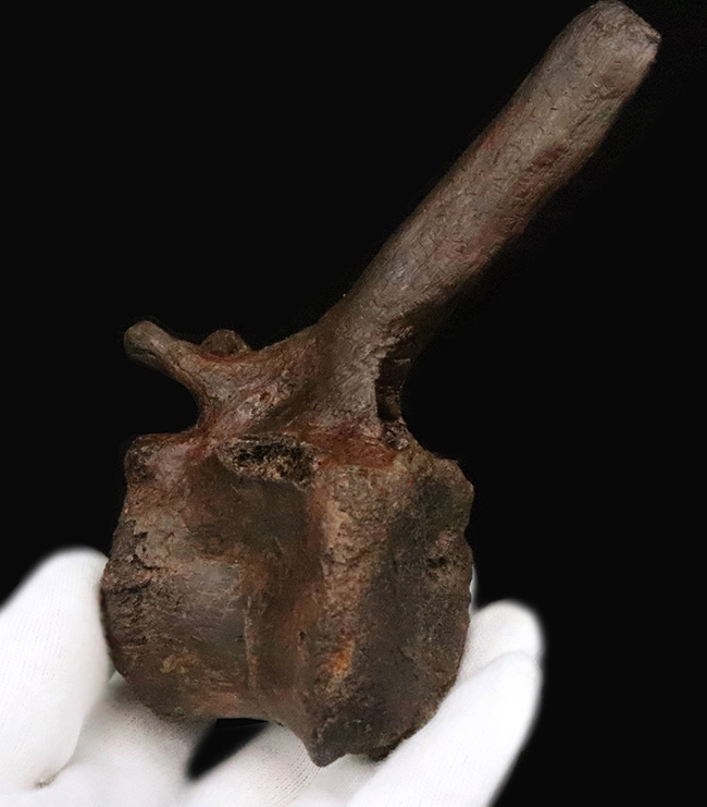 至高の一点！複雑で繊細な形態をそのまま残した、ティラノサウルス・レックス（Tyrannosaurus rex）幼体の椎骨化石（その4）