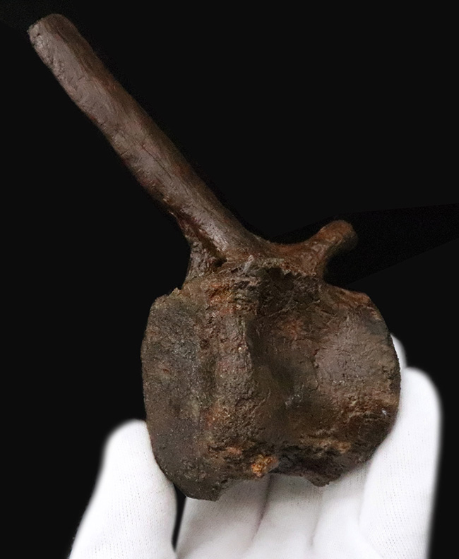 至高の一点！複雑で繊細な形態をそのまま残した、ティラノサウルス・レックス（Tyrannosaurus rex）幼体の椎骨化石（その5）