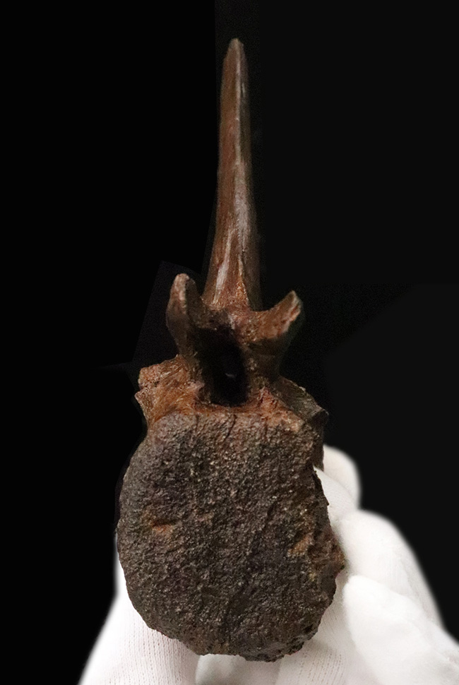 至高の一点！複雑で繊細な形態をそのまま残した、ティラノサウルス・レックス（Tyrannosaurus rex）幼体の椎骨化石（その6）