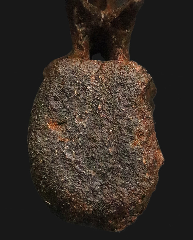 至高の一点！複雑で繊細な形態をそのまま残した、ティラノサウルス・レックス（Tyrannosaurus rex）幼体の椎骨化石（その7）