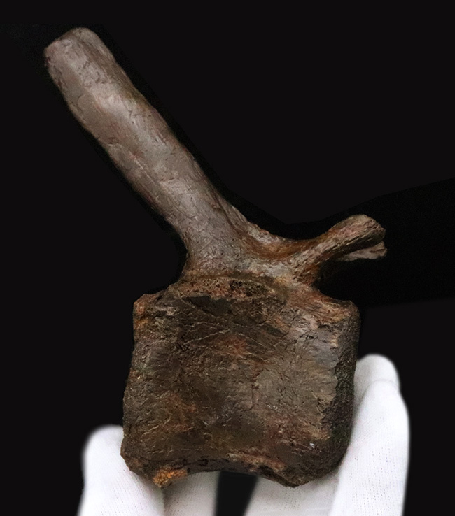 至高の一点！複雑で繊細な形態をそのまま残した、ティラノサウルス・レックス（Tyrannosaurus rex）幼体の椎骨化石（その8）