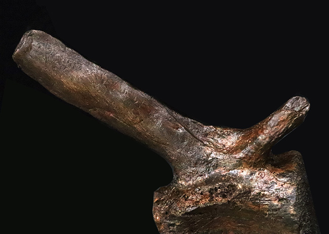 至高の一点！複雑で繊細な形態をそのまま残した、ティラノサウルス・レックス（Tyrannosaurus rex）幼体の椎骨化石（その9）