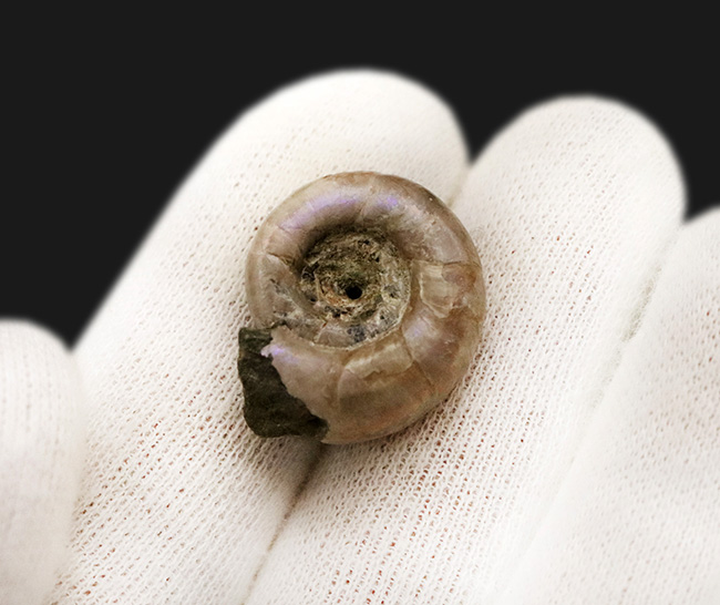 ロシア極東部から採集された、パープルの遊色を帯びた美しいアンモナイト、ゴードリセラス（Gaudryceras）（その3）