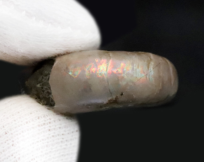 ロシア極東部から採集された、パープルの遊色を帯びた美しいアンモナイト、ゴードリセラス（Gaudryceras）（その4）