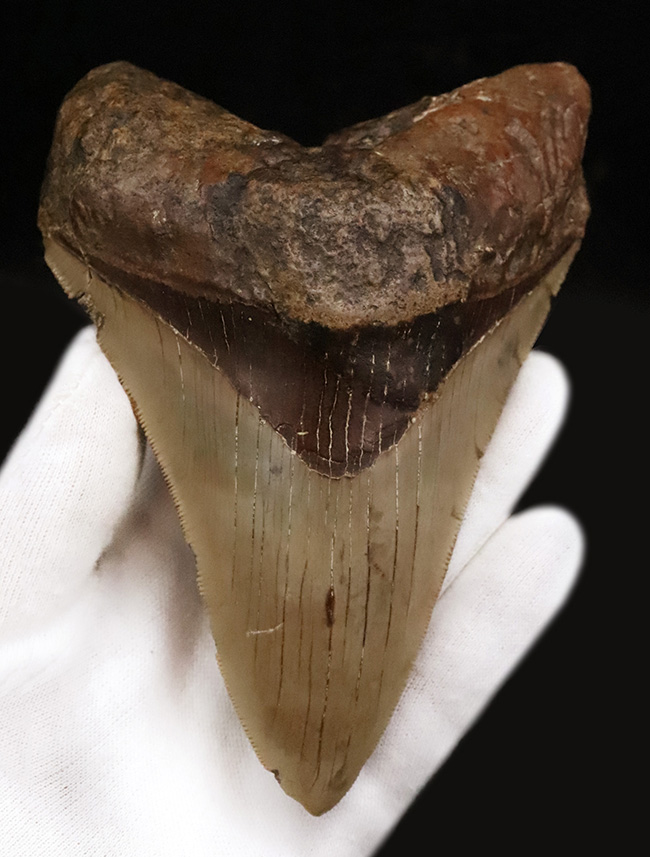 メガロドンファンが思わず唸る！化石セブン初登場……希少産地「チリ」から採集された、巨大メガロドン（Otodus megalodon）の歯化石（その1）