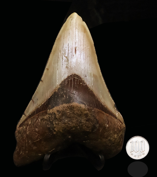 メガロドンファンが思わず唸る！化石セブン初登場……希少産地「チリ」から採集された、巨大メガロドン（Otodus megalodon）の歯化石（その10）
