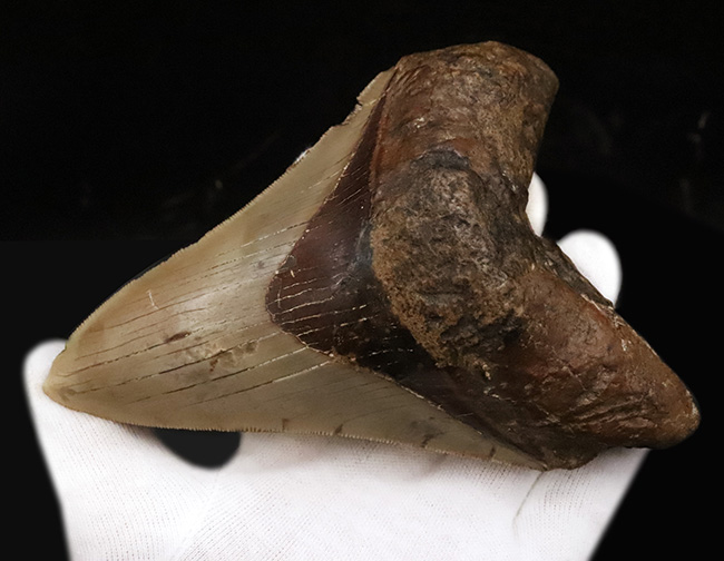 メガロドンファンが思わず唸る！化石セブン初登場……希少産地「チリ」から採集された、巨大メガロドン（Otodus megalodon）の歯化石（その2）