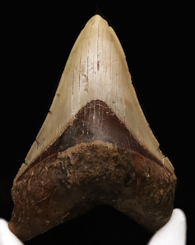 メガロドンファンが思わず唸る！化石セブン初登場……希少産地「チリ」から採集された、巨大メガロドン（Otodus megalodon）の歯化石（その3）
