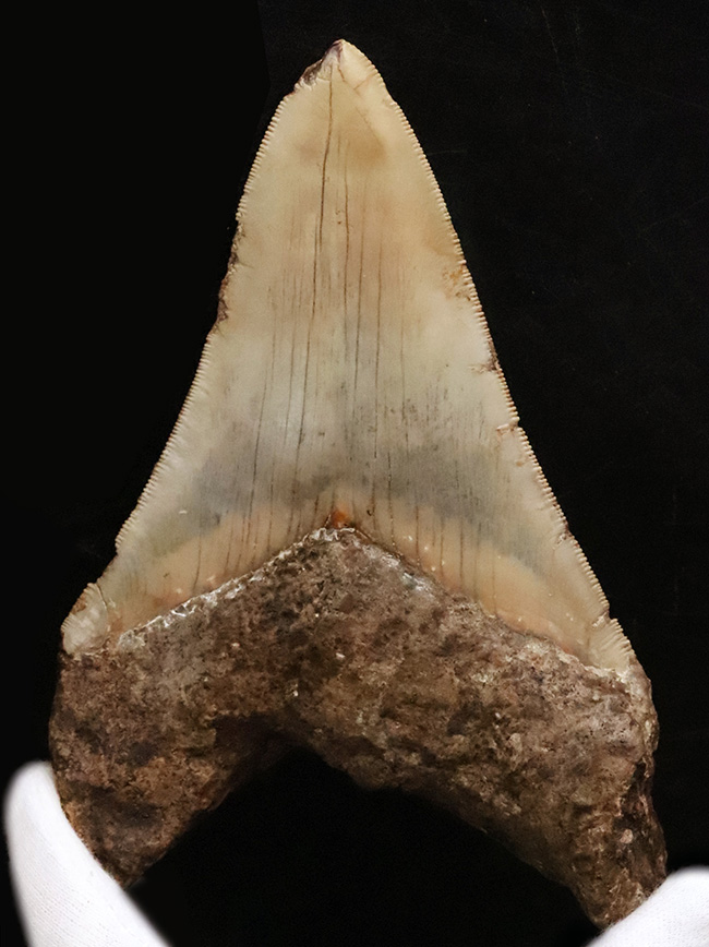 メガロドンファンが思わず唸る！化石セブン初登場……希少産地「チリ」から採集された、巨大メガロドン（Otodus megalodon）の歯化石（その4）