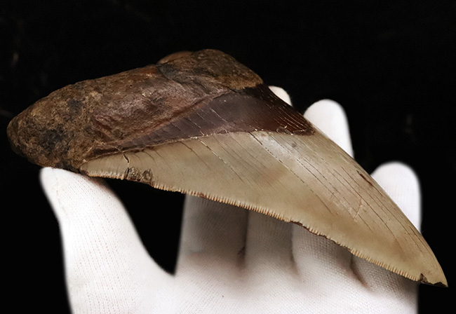 メガロドンファンが思わず唸る！化石セブン初登場……希少産地「チリ」から採集された、巨大メガロドン（Otodus megalodon）の歯化石（その6）