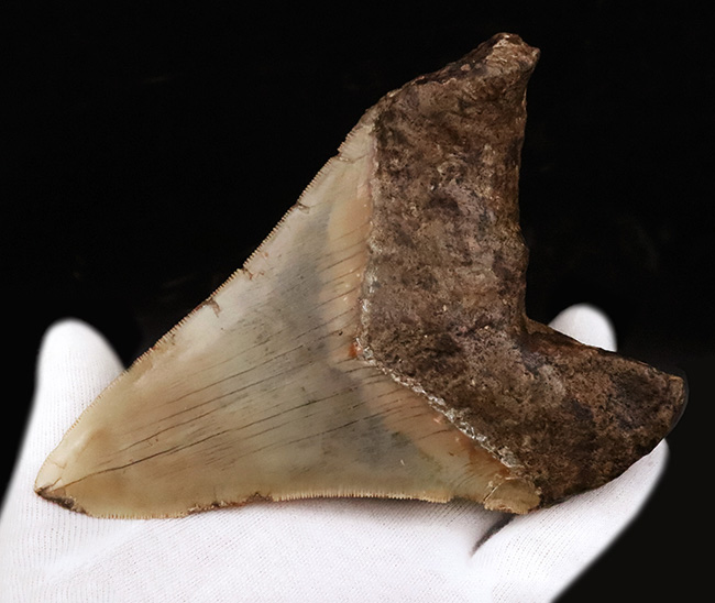 メガロドンファンが思わず唸る！化石セブン初登場……希少産地「チリ」から採集された、巨大メガロドン（Otodus megalodon）の歯化石（その7）