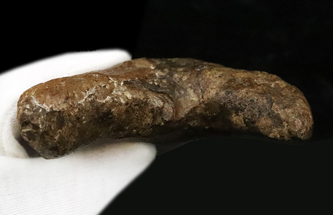 メガロドンファンが思わず唸る！化石セブン初登場……希少産地「チリ」から採集された、巨大メガロドン（Otodus megalodon）の歯化石（その8）