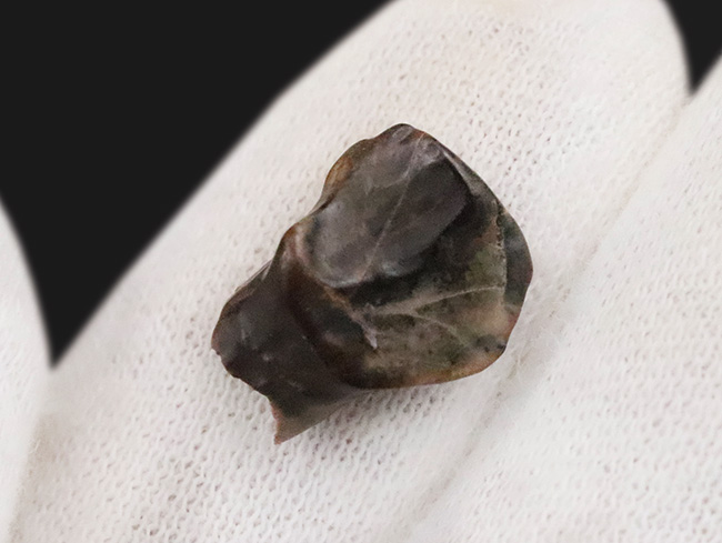 マニアックかつベリーレア！ 恐竜ヘビーコレクター必見！アンキロサウルス類の仲間、エドモントニア（Edmontonia rugosidens）の極上歯化石が登場！（その2）