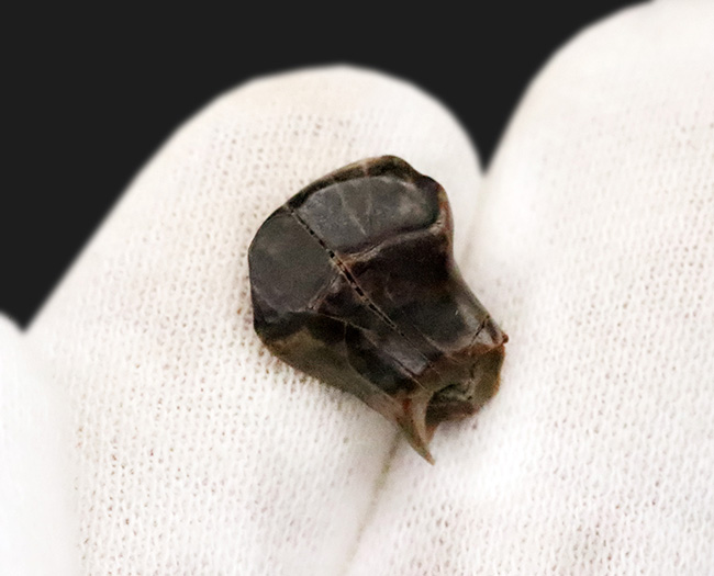 マニアックかつベリーレア！ 恐竜ヘビーコレクター必見！アンキロサウルス類の仲間、エドモントニア（Edmontonia rugosidens）の極上歯化石が登場！（その3）
