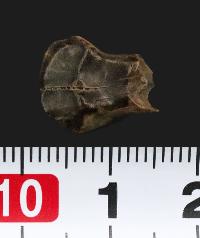 マニアックかつベリーレア！ 恐竜ヘビーコレクター必見！アンキロサウルス類の仲間、エドモントニア（Edmontonia rugosidens）の極上歯化石が登場！（その4）