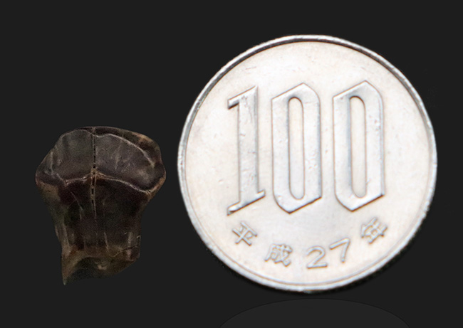 マニアックかつベリーレア！ 恐竜ヘビーコレクター必見！アンキロサウルス類の仲間、エドモントニア（Edmontonia rugosidens）の極上歯化石が登場！（その5）