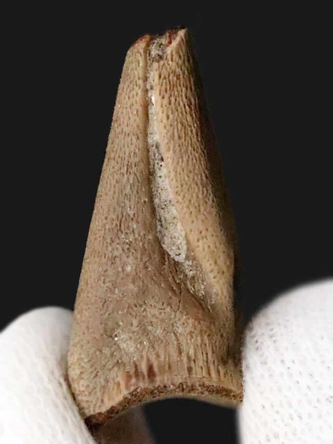 グッドコンディション！ダチョウ恐竜ストルティオミムス（Struthiomimus）後肢の爪化石（その2）