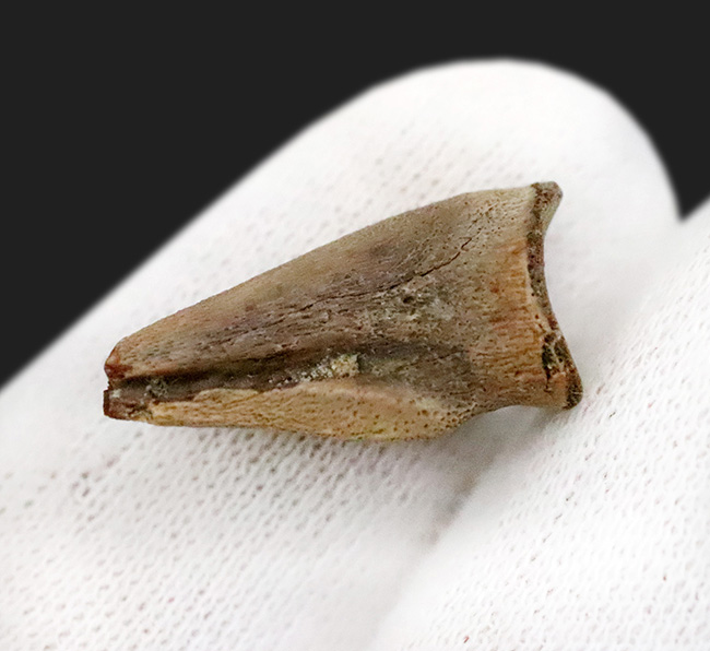 グッドコンディション！ダチョウ恐竜ストルティオミムス（Struthiomimus）後肢の爪化石（その3）