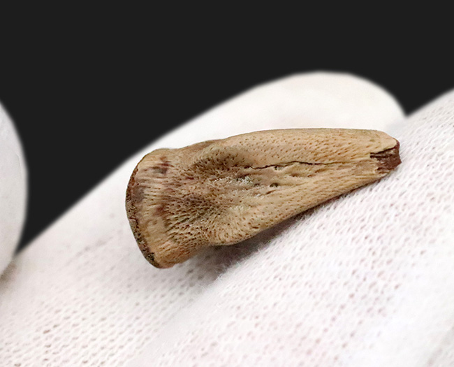 グッドコンディション！ダチョウ恐竜ストルティオミムス（Struthiomimus）後肢の爪化石（その4）