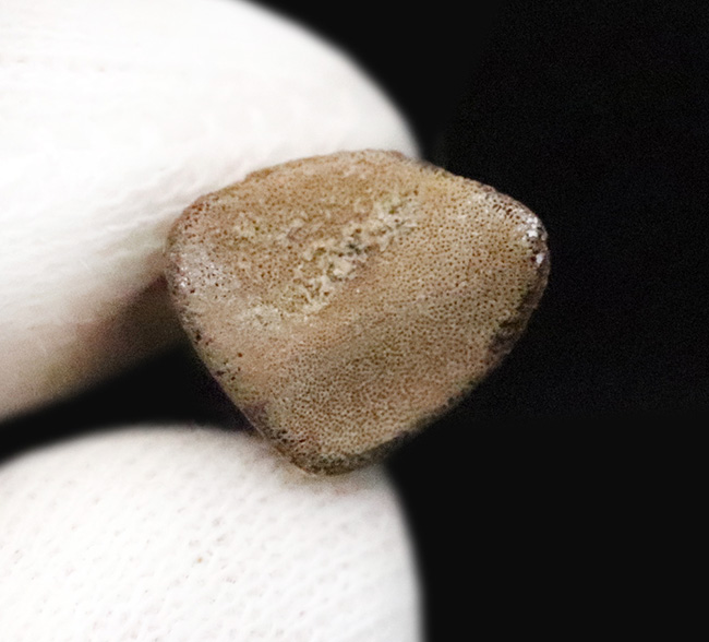 グッドコンディション！ダチョウ恐竜ストルティオミムス（Struthiomimus）後肢の爪化石（その6）