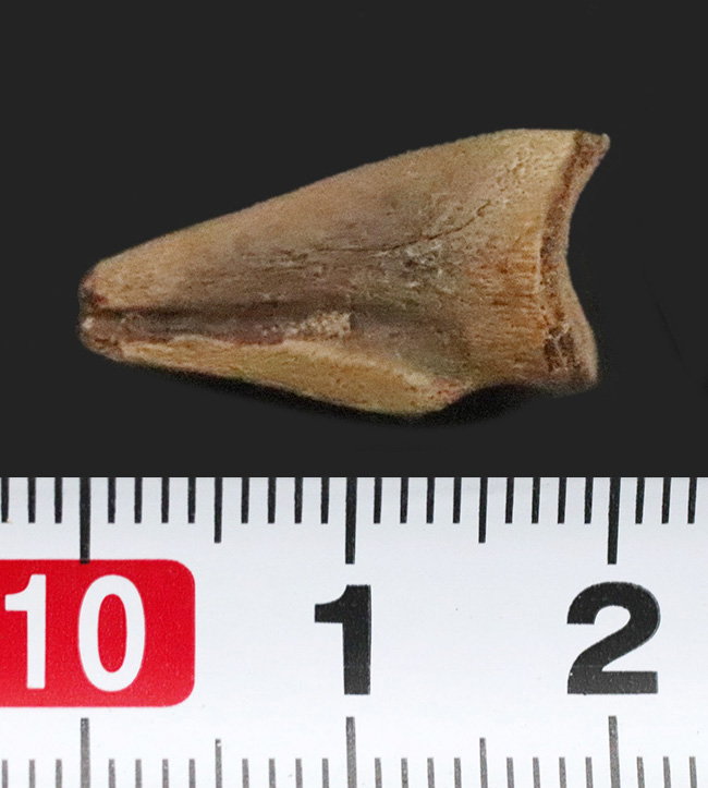 グッドコンディション！ダチョウ恐竜ストルティオミムス（Struthiomimus）後肢の爪化石（その7）