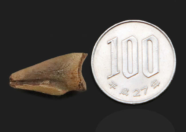 グッドコンディション！ダチョウ恐竜ストルティオミムス（Struthiomimus）後肢の爪化石（その8）