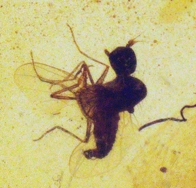 23ミリ級、大きい！植物片も虫も封じ込められた、約1億年前の古代琥珀「バーマイト（Burmite）」（その1）