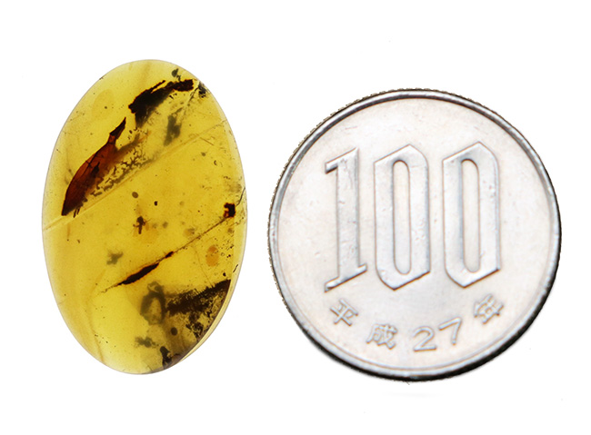 23ミリ級、大きい！植物片も虫も封じ込められた、約1億年前の古代琥珀「バーマイト（Burmite）」（その11）