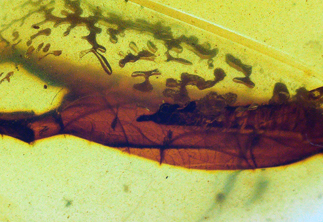 23ミリ級、大きい！植物片も虫も封じ込められた、約1億年前の古代琥珀「バーマイト（Burmite）」（その3）