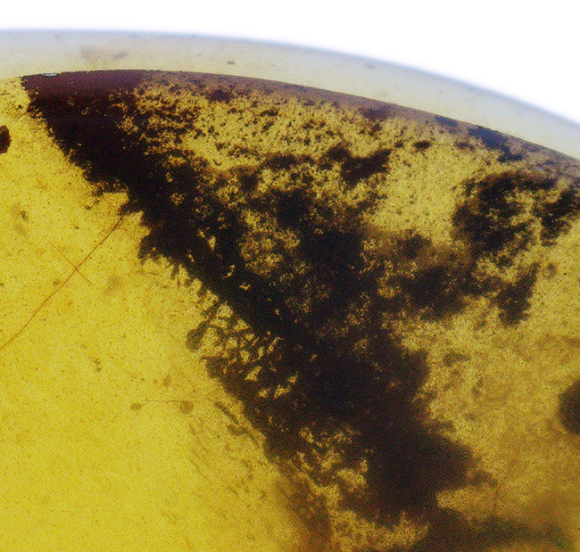 23ミリ級、大きい！植物片も虫も封じ込められた、約1億年前の古代琥珀「バーマイト（Burmite）」（その4）