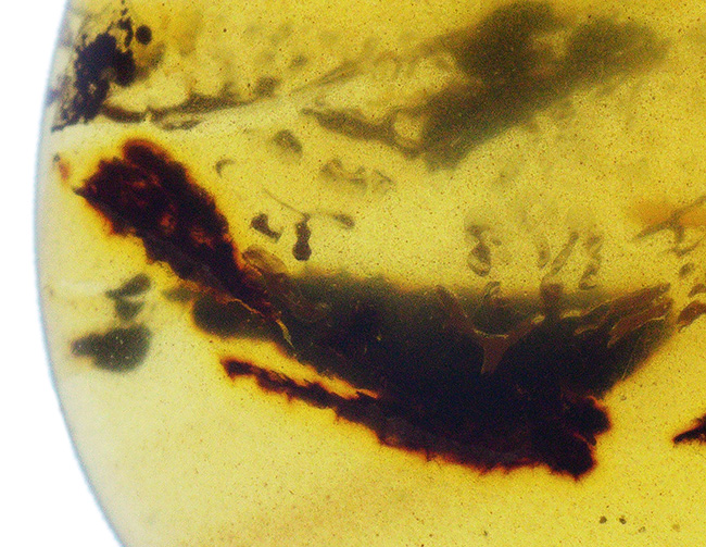 23ミリ級、大きい！植物片も虫も封じ込められた、約1億年前の古代琥珀「バーマイト（Burmite）」（その5）
