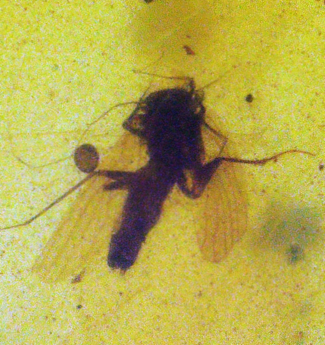 23ミリ級、大きい！植物片も虫も封じ込められた、約1億年前の古代琥珀「バーマイト（Burmite）」（その6）