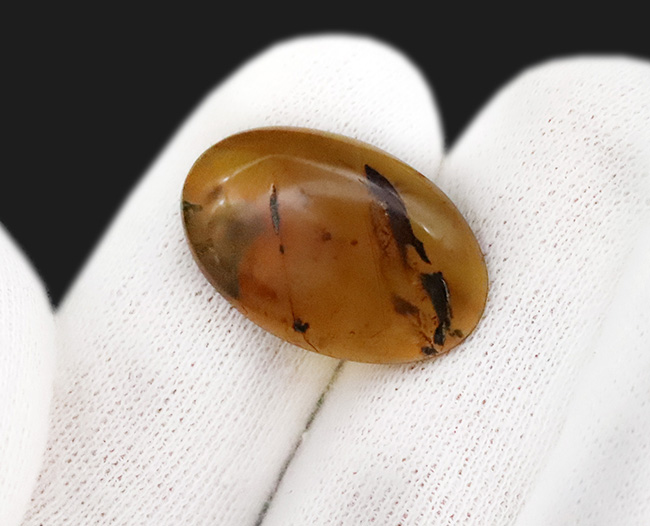 23ミリ級、大きい！植物片も虫も封じ込められた、約1億年前の古代琥珀「バーマイト（Burmite）」（その9）