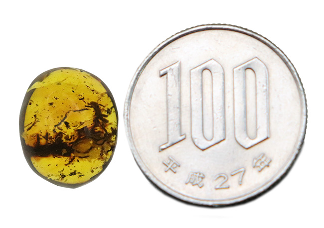 標本の片側に内包物が集中！多種多様な内包物が見られる、約1億年前の