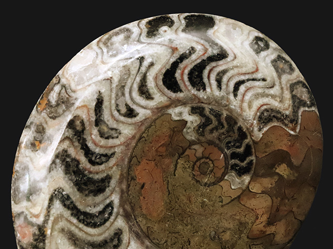 典型的なジグザグパターンを堪能できる、美しいゴニアタイト（Goniatite）（その2）