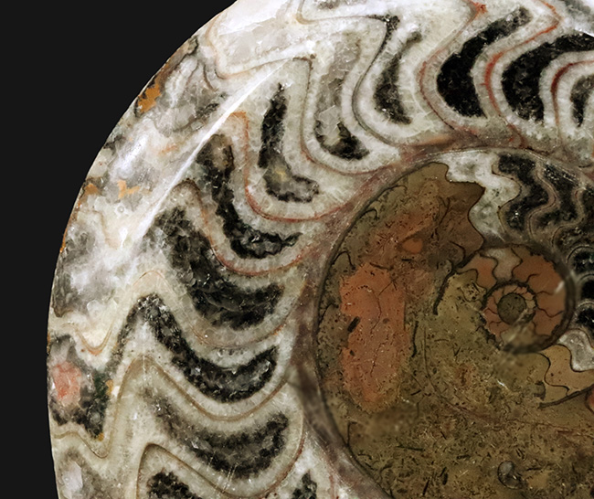 典型的なジグザグパターンを堪能できる、美しいゴニアタイト（Goniatite）（その3）