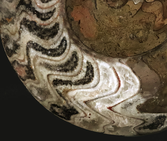 典型的なジグザグパターンを堪能できる、美しいゴニアタイト（Goniatite）（その4）