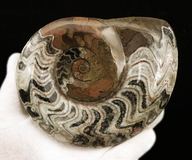 典型的なジグザグパターンを堪能できる、美しいゴニアタイト（Goniatite）（その5）