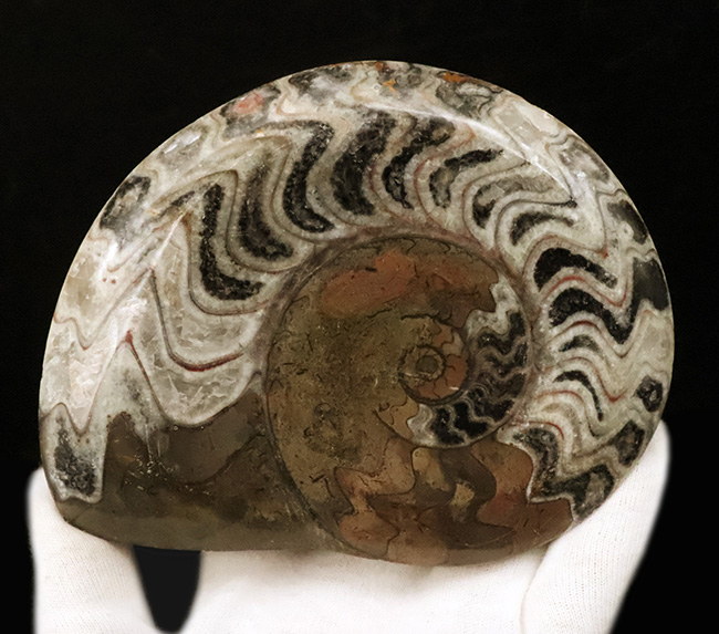 典型的なジグザグパターンを堪能できる、美しいゴニアタイト（Goniatite）（その6）