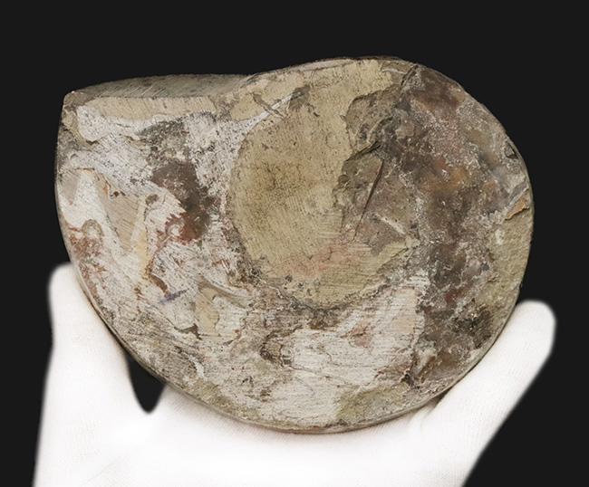 典型的なジグザグパターンを堪能できる、美しいゴニアタイト（Goniatite）（その7）