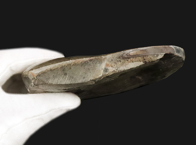 典型的なジグザグパターンを堪能できる、美しいゴニアタイト（Goniatite）（その8）