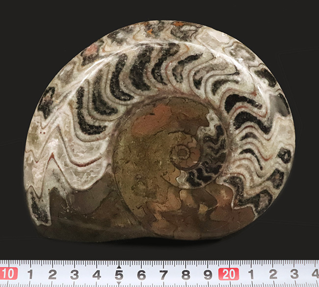 典型的なジグザグパターンを堪能できる、美しいゴニアタイト（Goniatite）（その9）