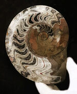 典型的なジグザグパターンを堪能できる、美しいゴニアタイト（Goniatite）