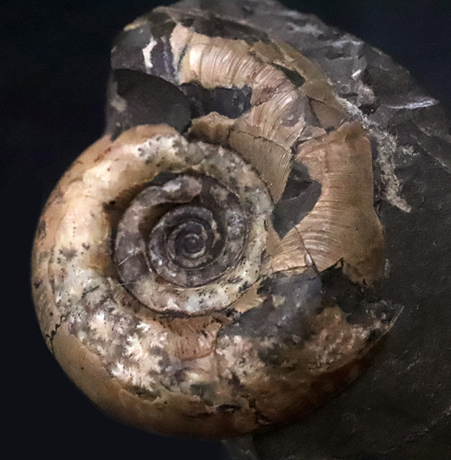 北海道の白亜紀層を代表するアンモナイト、ゴードリセラス（Gaudryceras）の母岩付き標本（その1）