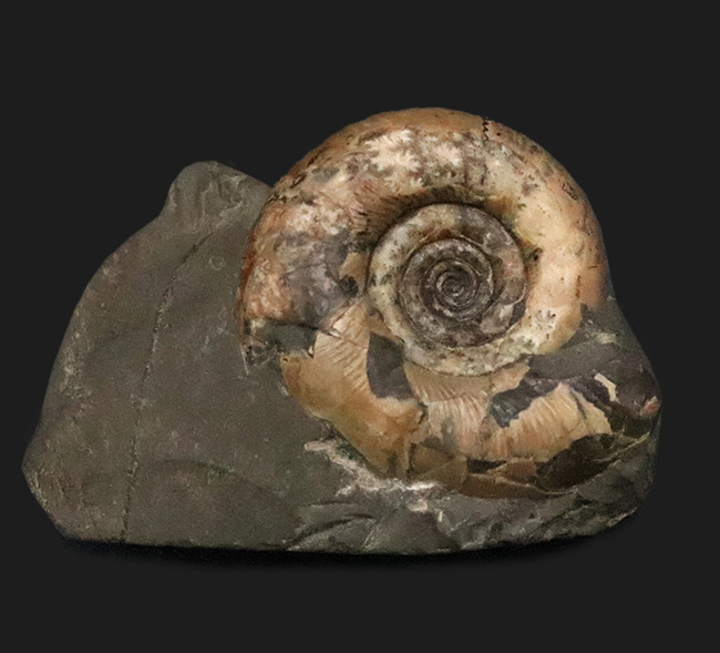 北海道の白亜紀層を代表するアンモナイト、ゴードリセラス（Gaudryceras）の母岩付き標本（その2）