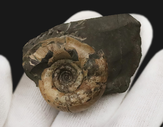 北海道の白亜紀層を代表するアンモナイト、ゴードリセラス（Gaudryceras）の母岩付き標本（その3）