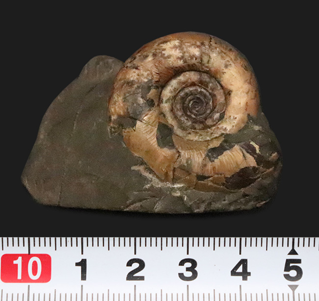 北海道の白亜紀層を代表するアンモナイト、ゴードリセラス（Gaudryceras）の母岩付き標本（その6）