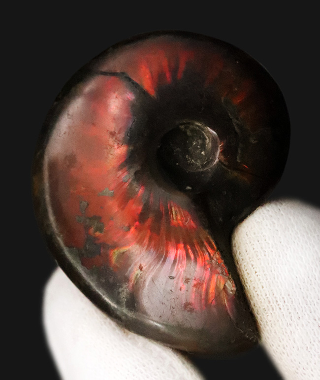 まさに自然が悠久の時を経て造りあげたナチュラルアート。流麗な赤色が映える、遊色アンモナイト・クレオニセラス（Cleoniceras）（その1）