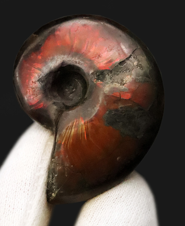 まさに自然が悠久の時を経て造りあげたナチュラルアート。流麗な赤色が映える、遊色アンモナイト・クレオニセラス（Cleoniceras）（その2）
